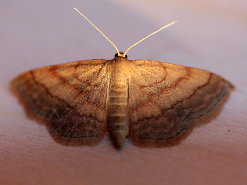 Scopula rubiginata? S